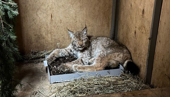 В Кирове поймали рысь, которая гуляла по юго-западу