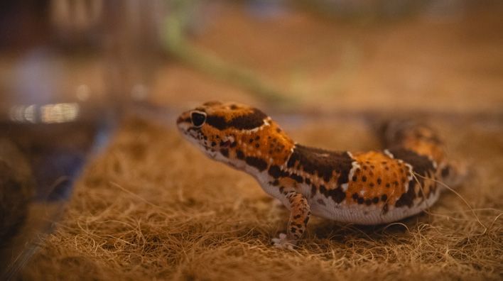 В Кирове прошла выставка-встреча любителей рептилий