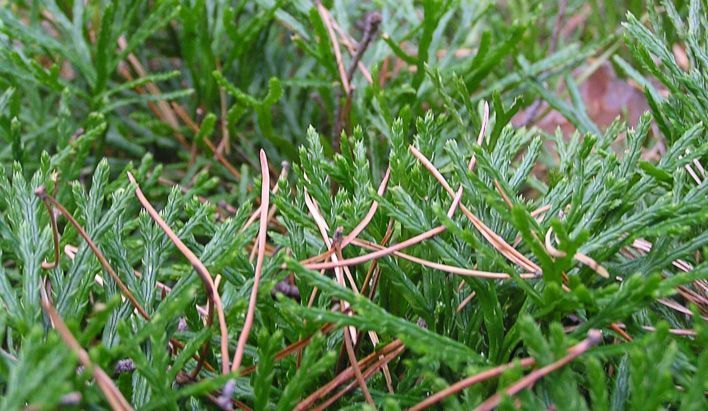 Вятские елки и сосны будут расти по всей России