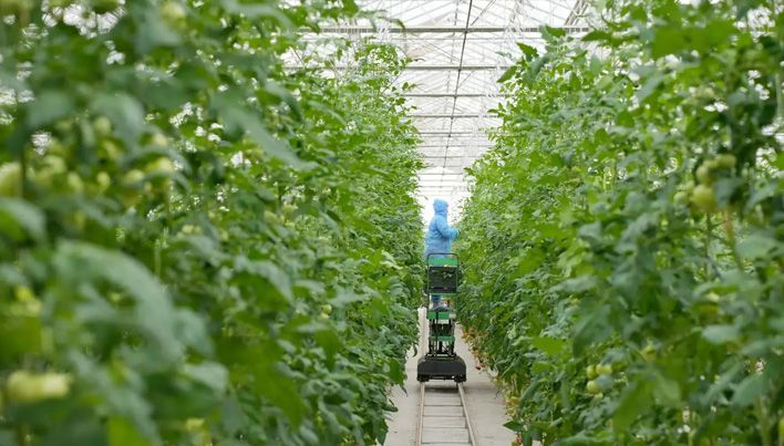 В Киров повезут фрукты и овощи из Узбекистана