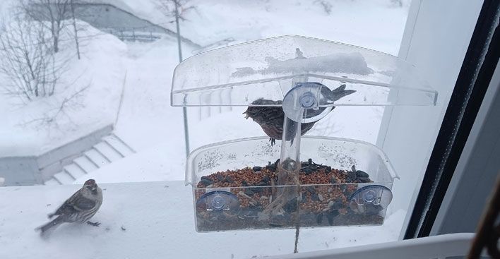 Кировчанам расскажут, о чем предупреждают городские птицы