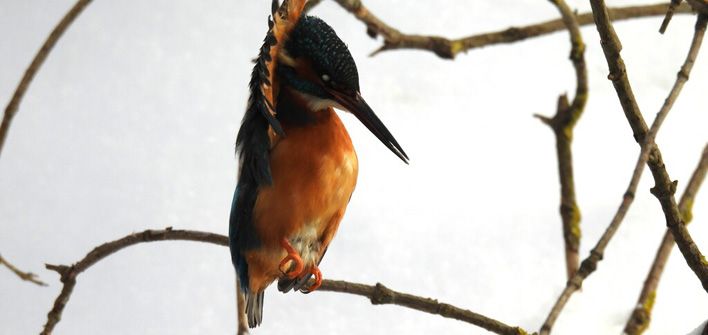 В Кировской области составили топ-5 самых популярных птиц