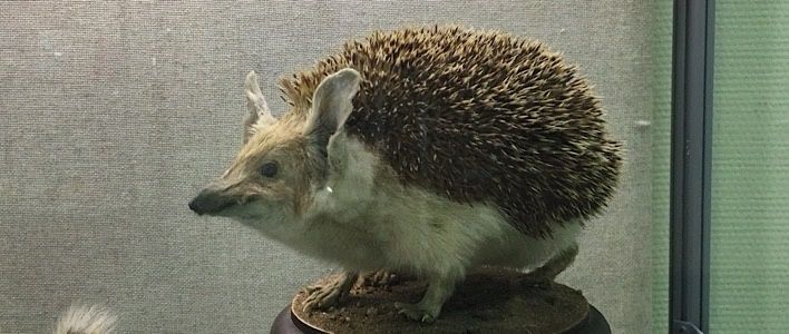 В зоологическом музее открылась выставка «Эти удивительные животные»