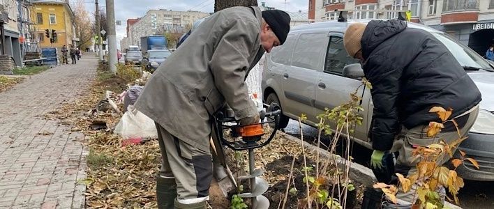  В Кирове продолжается высадка деревьев 