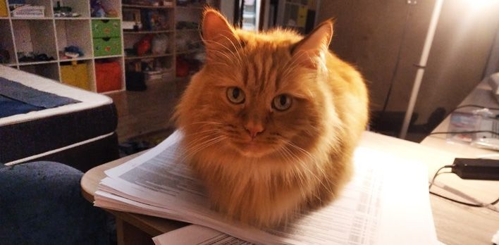 Опубликован график выездной вакцинации домашних животных в Кирове