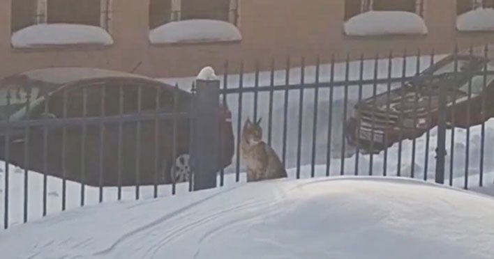 В Кирове ищут рысёнка, отставшего от матери