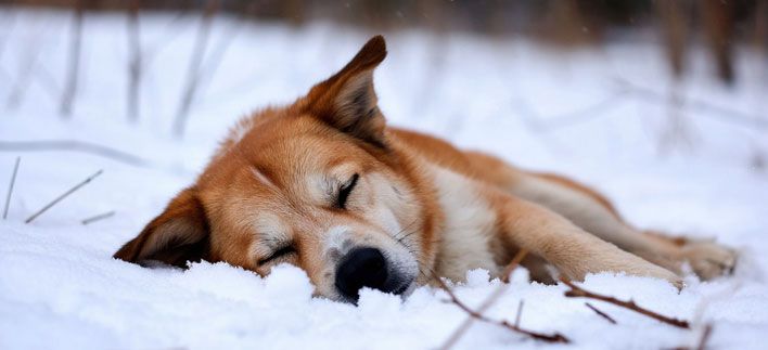  В Кирове 5 собак покусали своих хозяев