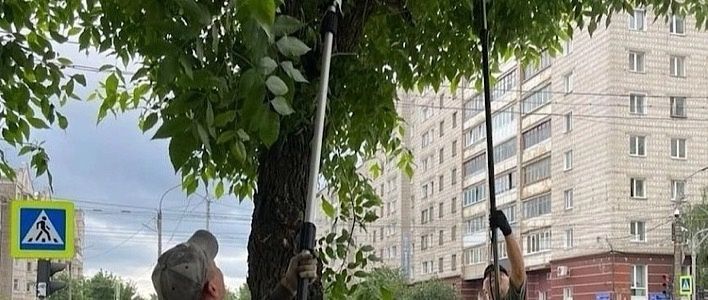 В Кирове ежедневно проводят обрезку деревьев 