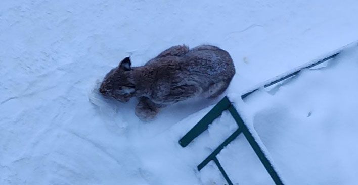 В Кирове ищут рысёнка, отставшего от матери