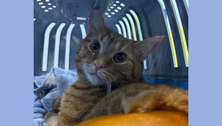 В Кирове спасли кота по кличке Рагнарек, который выпал с 14-го этажа