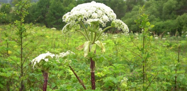 В преддверии летнего сезона кировчанам напомнили про опасный борщевик