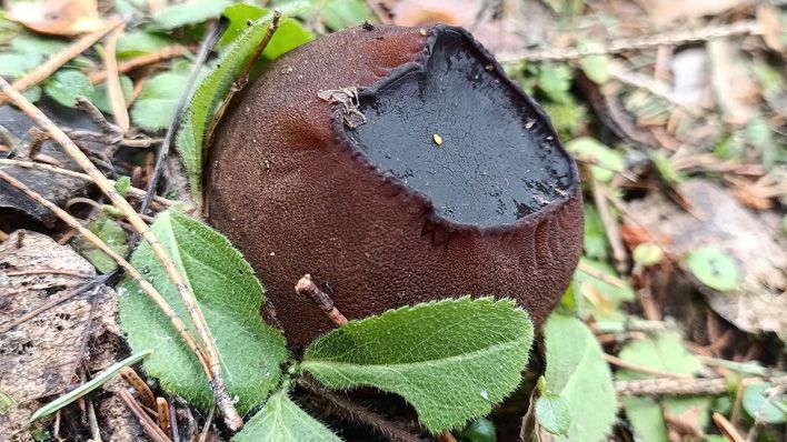 В лесах Кировской области вырос «ведьмин котелок»