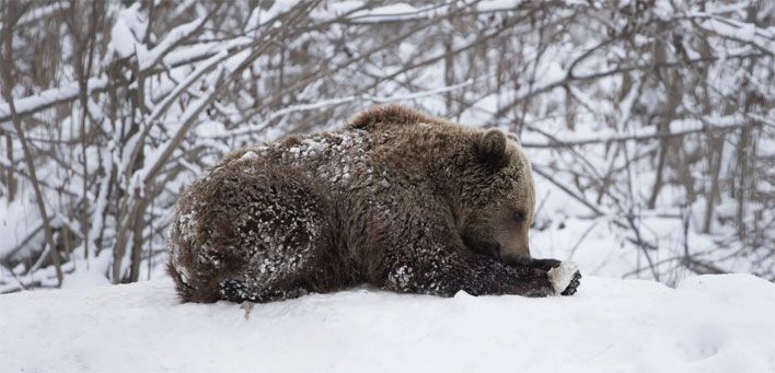 Мошенник обманул продавца медвежьих шкур из Кирова