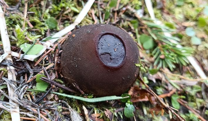 В лесах Кировской области вырос «ведьмин котелок»