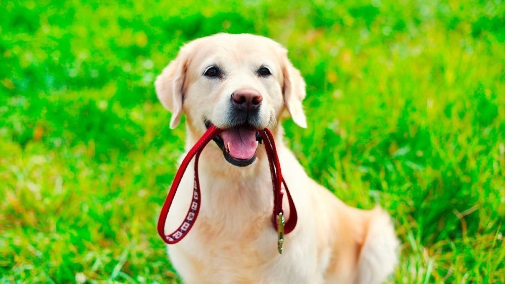 В Кирове планируют создать новые площадки для выгула собак