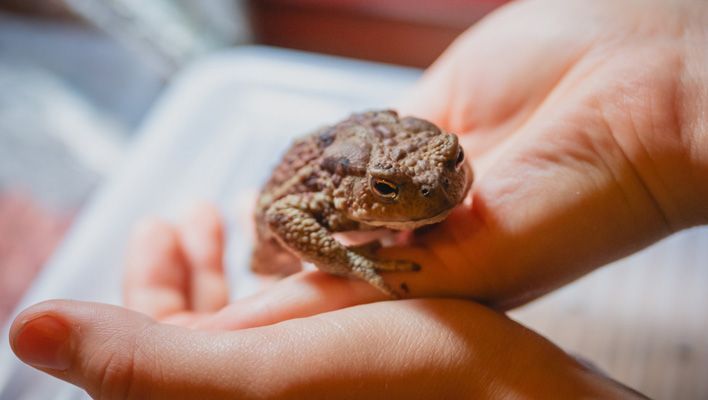 В Кирове прошла выставка-встреча любителей рептилий