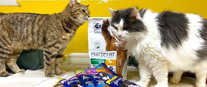 В Кирове стартовала акция «Хвостатый друг» 