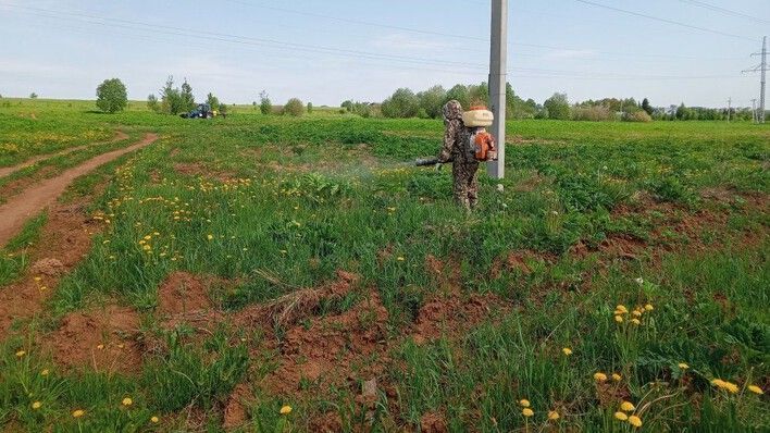 В Кирове начали борьбу с борщевиком Сосновского