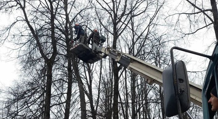 Сильный ветер повалил деревья в кировских парках