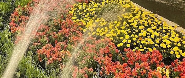 Новый подход к озеленению города Кирова