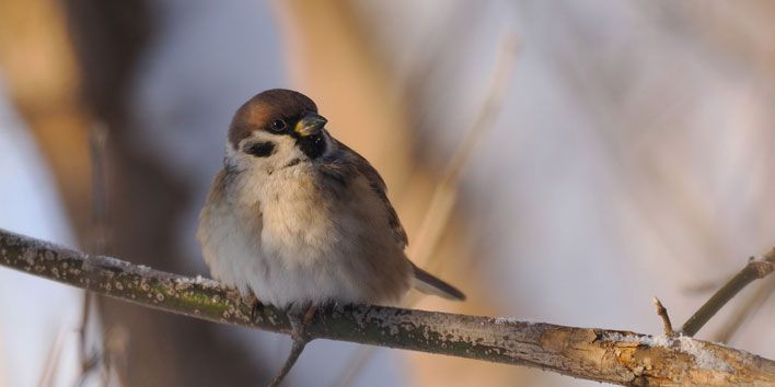 В Кирове посчитали воробьев