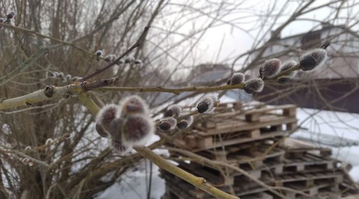 В Вербное воскресенье в храмах Кирова пройдут торжественные службы 
