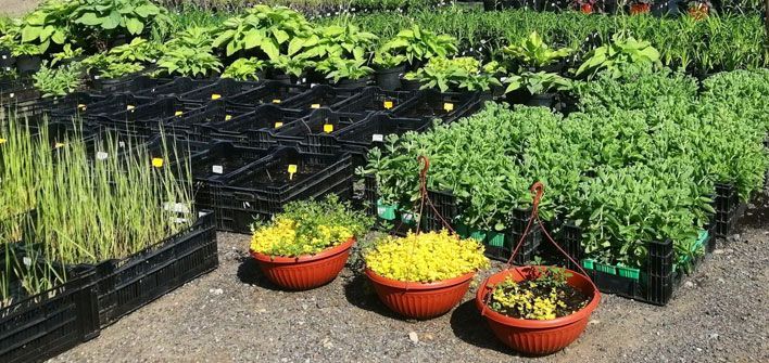 Ландшафтный архитектор из ВятГАТУ получила именную стипендию