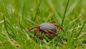 В Кировскую область поступит более 45 тысяч доз вакцины от клещевого энцефалита