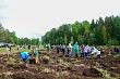 В Кирове высадили более 200 тысяч сеянцев сосны и ели